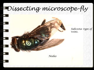 Dissecting microscope-fly Nodus Subcosta- type of veins. 