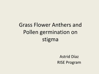 Grass Flower Anthers and
 Pollen germination on
         stigma

               Astrid Díaz
              RISE Program
 