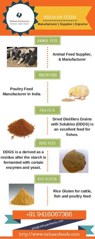 An i m a l F e e d
poultry feed
F i s h f e e d
d d g s f e e d
r i c e g l u t e n
Animal Feed Supplier,
& Manufacturer
Poultry Feed
Manufacturer in India
Dried Distillers Grains
with Solubles (DDGS) is
an excellent feed for
fishes.
DDGS is a derived as a
residue after the starch is
fermented with certain
enzymes and yeast.
Rice Gluten for cattle,
fish and poultry feed
+91 9416067366
http://www.rishaanfeeds.com
Info@rishaanfeeds.com
RISHAAN FEEDS
Manufacturer | Supplier | Exporter
 