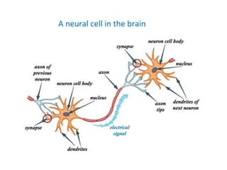 A neural cell in the brain
 