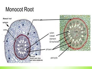 Preformed Roots root system in plants described in pdf.. | PDF