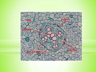 root system in plants described in pdf.. | PDF