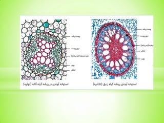 root system in plants described in pdf.. | PDF