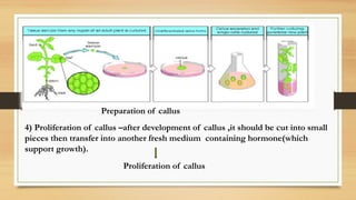 Call Us Development Plant Tissue Culture By Vikram Seervi Msc | PPTX
