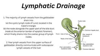 Lymphatic Drainage
1. The majority of lymph vessels from the gallbladder
drain into
(a) the cystic lymph node of Lund, located in the
Calot’s triangle
(b) the node alongside the upper part of the bile duct
(node at the anterior border of epiploic foramen),
which finally drains into the coeliac group of lymph
nodes.
2. Few lymph vessels from the upper surface of
gallbladder directly communicate with subscapular
lymph vessels of the liver
 