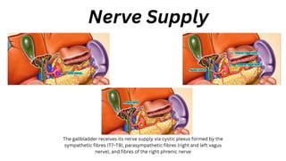Nerve Supply
The gallbladder receives its nerve supply via cystic plexus formed by the
sympathetic fibres (T7–T9), parasympathetic fibres (right and left vagus
nerve), and fibres of the right phrenic nerve
 