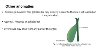 Other anomalies
Sessile gallbladder: The gallbladder may directly open into the bile duct instead of
the cystic duct.
Agenesis: Absence of gallbladder
Diverticula may arise from any part of the organ.
 