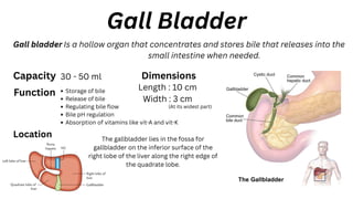 Gall Bladder
Gall bladder Is a hollow organ that concentrates and stores bile that releases into the
small intestine when needed.
Capacity 30 - 50 ml
Function Storage of bile
Release of bile
Regulating bile flow
Bile pH regulation
Absorption of vitamins like vit-A and vit-K
Location The gallbladder lies in the fossa for
gallbladder on the inferior surface of the
right lobe of the liver along the right edge of
the quadrate lobe.
Dimensions
Length : 10 cm
Width : 3 cm
(At its widest part)
 