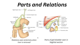Parts and Relations
Relations seen anteriorly when
liver is removed
Parts of gall bladder seen in
Sagittal section
 