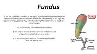 1. It is the expanded blind end of the organ. It projects from the inferior border
of the liver and touches the anterior abdominal wall at the tip of the right 9th
costal cartilage, deep to the point where the right linea semilunaris meets the
costal margin.
2. It is completely surrounded by peritoneum.
3. It is related anteriorly to the anterior abdominal wall
and posteriorly to the transverse colon.
4. It is continuous through the body of the gallbladder
with the narrow neck.
Fundus
 