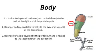 1. It is directed upward, backward, and to the left to join the
neck at the right end of the porta hepatis.
2. Its upper surface is related directly to the liver and is devoid
of the peritoneum.
3. Its undersurface is covered by the peritoneum and is related
to the second part of the duodenum.
Body
 
