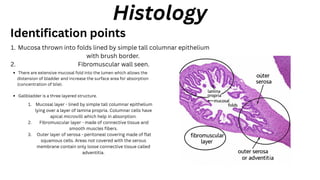 Histology
Mucosa thrown into folds lined by simple tall columnar epithelium
with brush border.
1.
Fibromuscular wall seen.
2.
Identification points
There are extensive mucosal fold into the lumen which allows the
distension of bladder and increase the surface area for absorption
(concentration of bile).
Gallbladder is a three layered structure.
Mucosal layer - lined by simple tall columnar epithelium
lying over a layer of lamina propria. Columnar cells have
apical microvilli which help in absorption.
1.
Fibromuscular layer - made of connective tissue and
smooth muscles fibers.
2.
Outer layer of serosa - peritoneal covering made of flat
squamous cells. Areas not covered with the serous
membrane contain only loose connective tissue called
adventitia.
3.
 