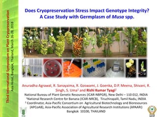 Anuradha Agrawal, R. Sanayaima, R. Goswami, J. Goenka, D.P. Meena, Shivani, R.
Singh, S. Uma1 and Rishi Kumar Tyagi2
National Bureau of Plant Genetic Resources (ICAR-NBPGR), New Delhi – 110 012, INDIA
1National Research Centre for Banana (ICAR-NRCB), Tiruchirapalli, Tamil Nadu, INDIA
2 Coordinator, Asia-Pacific Consortium on Agricultural Biotechnology and Bioresources
(APCoAB), Asia-Pacific Association of Agricultural Research Institutions (APAARI)
Bangkok 10100, THAILAND
Does Cryopreservation Stress Impact Genotype Integrity?
A Case Study with Germplasm of Musa spp.
ThirdInternationalSymposiumonPlantCryopreservation
AsiaHotel,Bangkok,Thailand,March26-28,2018
 