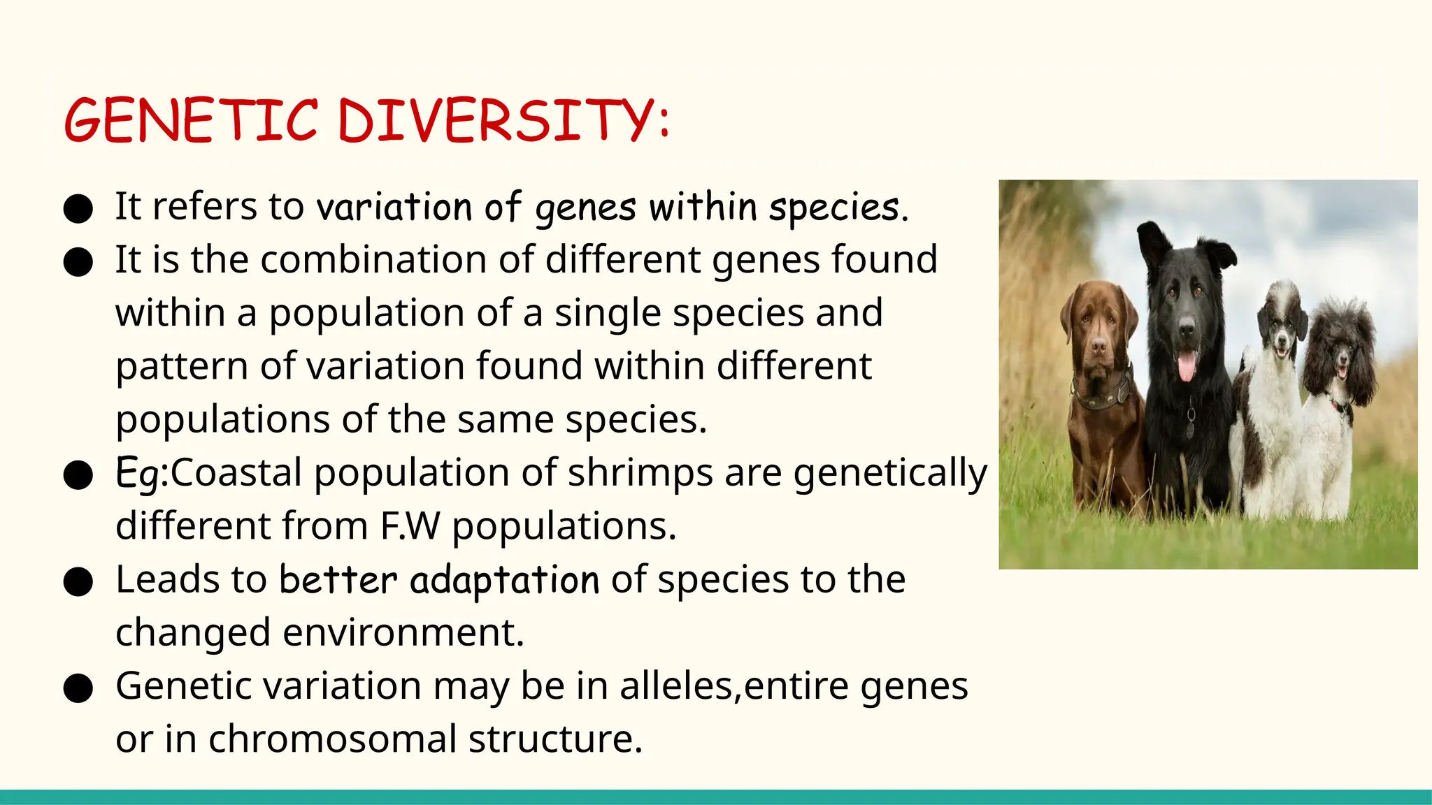 GENETIC DIVERSITY:
● It refers to variation of genes within species.
● It is the combination of different genes found
within a population of a single species and
pattern of variation found within different
populations of the same species.
● Eg:Coastal population of shrimps are genetically
different from F.W populations.
● Leads to better adaptation of species to the
changed environment.
● Genetic variation may be in alleles,entire genes
or in chromosomal structure.
 