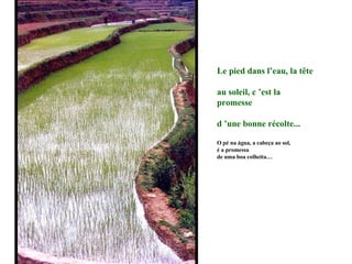 Le pied dans l’eau, la tête au soleil, c ’est la promesse d ’une bonne récolte... O pé na água, a cabeça ao sol,  é a promessa  de uma boa colheita… 