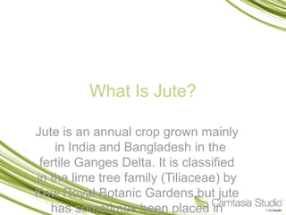 What Is Jute?
Jute is an annual crop grown mainly
in India and Bangladesh in the
fertile Ganges Delta. It is classified
in the lime tree family (Tiliaceae) by
Kew Royal Botanic Gardens but jute
has sometimes been placed in
 