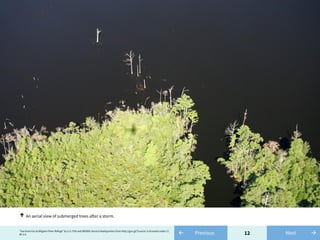 12← Previous"Sea level rise at Alligator River Refuge" by U.S. Fish and Wildlife Service Headquarters from http://goo.gl/Tcuxcm/ is licensed under CC
BY 2.0 →Next
An aerial view of submerged trees after a storm.↑
 