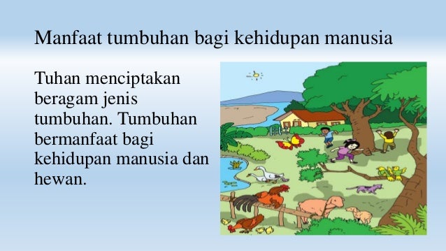 Manfaat Tumbuhan Bagi Kehidupan Makhluk Hidup Bagis