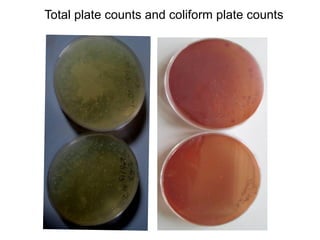 Determination of risk factors contributing to microbial contamination in milk and identification of presence of selected pathogenic bacteria along dairy value chain in Tanga