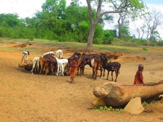 Determination of risk factors contributing to microbial contamination in milk and identification of presence of selected pathogenic bacteria along dairy value chain in Tanga