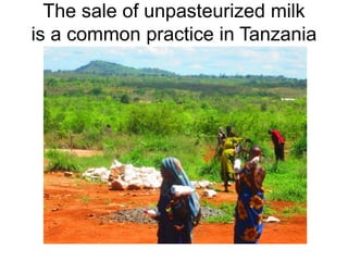 Determination of risk factors contributing to microbial contamination in milk and identification of presence of selected pathogenic bacteria along dairy value chain in Tanga