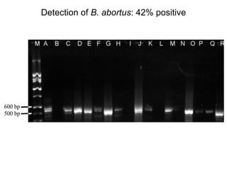 Determination of risk factors contributing to microbial contamination in milk and identification of presence of selected pathogenic bacteria along dairy value chain in Tanga