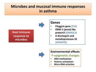 Microbes and mucosal immune responses
in asthma
Genes
• Filaggrin gene (FLG)
• ORM-1 (yeast) like
protein3 (ORMDL3)
• A di...