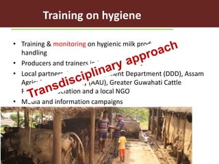 Risks with urban and peri-urban milk production in India