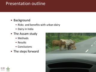 Risks with urban and peri-urban milk production in India