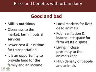 Risks with urban and peri-urban milk production in India