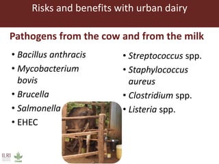 Risks with urban and peri-urban milk production in India