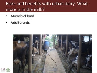 Risks with urban and peri-urban milk production in India
