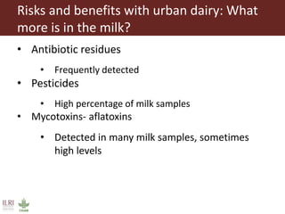 Risks with urban and peri-urban milk production in India