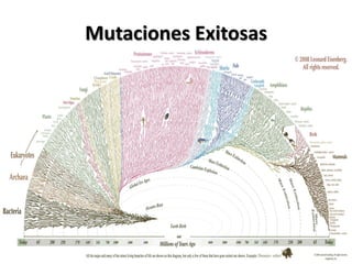 Mutaciones Exitosas