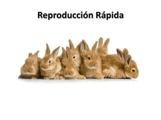 Reproducción Rápida