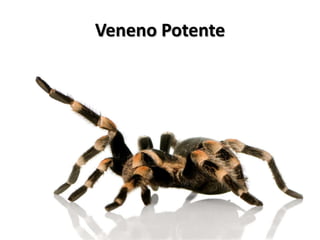 Veneno Potente