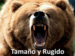 Tamaño y Rugido