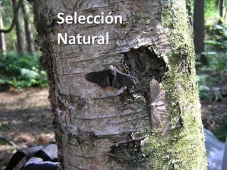 Selección Natural