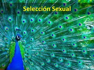 Selección Sexual