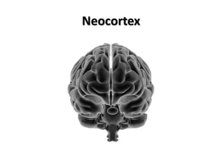 Neocortex
