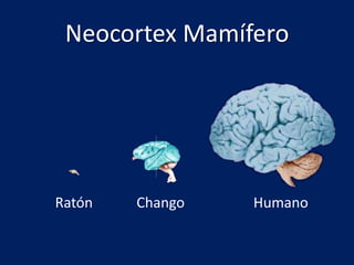 Ratón	   Chango		      HumanoNeocortex Mamífero