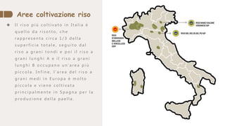  I l r i s o p i ù c o l t i v a t o i n I t a l i a è
q u e l l o d a r i s o t t o , c h e
r a p p r e s e n t a c i r c a 1 / 3 d e l l a
s u p e r f i c i e t o t a l e , s e g u i t o d a l
r i s o a g r a n i t o n d i e p o i i l r i s o a
g r a n i l u n g h i A e i l r i s o a g r a n i
l u n g h i B o c c u p a n o u n' a r e a p i ù
p i c c o l a . I n f i n e , l ' a r e a d e l r i s o a
g r a n i m e d i i n E u r o p a è m o l t o
p i c c o l a e v i e n e c o l t i v a t a
p r i n c i p a l m e n t e i n S p a g n a p e r l a
p r o d u z i o n e d e l l a p a e l l a .
Aree coltivazione riso
 