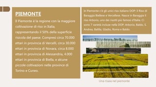 PIEMONTE
Il Piemonte è la regione con la maggiore
coltivazione di riso in Italia,
rappresentando il 50% della superficie
risicola del paese. Compresi circa 70.000
ettari in provincia di Vercelli, circa 30.000
ettari in provincia di Novara, circa 8.000
ettari in provincia di Alessandria, 4.000
ettari in provincia di Biella, e alcune
piccole coltivazioni nelle province di
Torino e Cuneo.
Una risaia nel piemonte
In Piemonte c'è gli unici riso italiano DOP: il Riso di
Baraggia Biellese e Vercellese. Nasce in Baraggia il
riso Arborio, uno dei risotti più famosi d'Italia. Ci
sono 7 varietà incluse nella DOP: Arborio, Baldo, S.
Andrea, Balilla, Gladio, Roma e Baldo.
 
