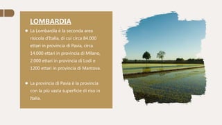 LOMBARDIA
 La Lombardia è la seconda area
risicola d'Italia, di cui circa 84.000
ettari in provincia di Pavia, circa
14.000 ettari in provincia di Milano,
2.000 ettari in provincia di Lodi e
1200 ettari in provincia di Mantova.
 La provincia di Pavia è la provincia
con la più vasta superficie di riso in
Italia.
 