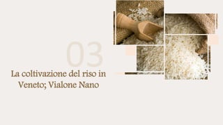 La coltivazione del riso in
Veneto; Vialone Nano
 