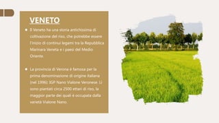 VENETO
 Il Veneto ha una storia antichissima di
coltivazione del riso, che potrebbe essere
l'inizio di continui legami tra la Repubblica
Marinara Veneta e i paesi del Medio
Oriente.
 La provincia di Verona è famosa per la
prima denominazione di origine italiana
(nel 1996): IGP Nano Vialone Veronese. Lì
sono piantati circa 2500 ettari di riso, la
maggior parte dei quali è occupata dalla
varietà Vialone Nano.
 