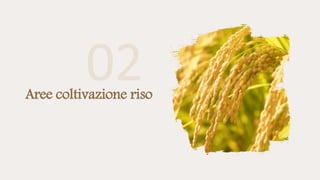 Aree coltivazione riso
 