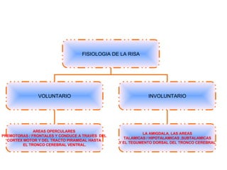 FISIOLOGIA DE LA RISA VOLUNTARIO INVOLUNTARIO LA AMIGDALA, LAS AREAS  TALAMICAS / HIPOTALAMICAS ,SUBTALAMICAS Y EL TEGUMENTO DORSAL DEL TRONCO CEREBRAL AREAS OPERCULARES   PREMOTORAS / FRONTALES Y CONDUCE A TRAVES  DEL  CORTEX MOTOR Y DEL TRACTO PIRAMIDAL HASTA  EL TRONCO CEREBRAL VENTRAL. 