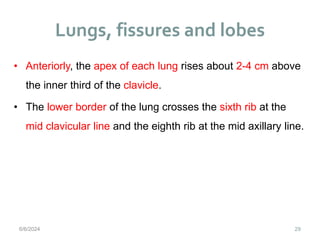 Lungs, fissures and lobes
29
• Anteriorly, the apex of each lung rises about 2-4 cm above
the inner third of the clavicle.
• The lower border of the lung crosses the sixth rib at the
mid clavicular line and the eighth rib at the mid axillary line.
6/6/2024
 