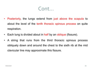 Cont…
30
• Posteriorly, the lungs extend from just above the scapula to
about the level of the tenth thoracic spinous process on quite
respiration.
• Each lung is divided about in half by an oblique (fissure).
• A string that runs from the third thoracic spinous process
obliquely down and around the chest to the sixth rib at the mid
clavicular line may approximate this fissure.
6/6/2024
 